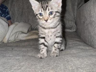 Silver Bengal Female - Bengal - Gallery Photo #1