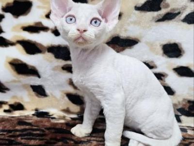 Cotton Devon Rex Male White - Devon Rex - Gallery Photo #1