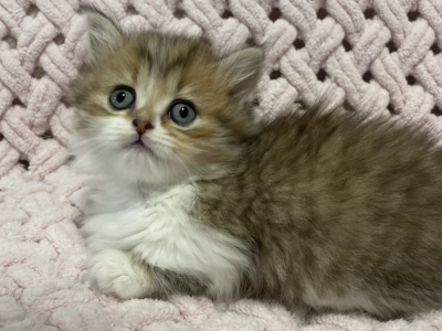 Taya Munchkin Female Black Golden Spotted Tabby B - Munchkin - Gallery Photo #1