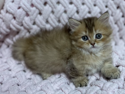 Torri Munchkin Female Black Golden Tabby - Munchkin - Gallery Photo #1