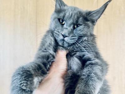 Solid Blue Pure Main Coon - Maine Coon - Gallery Photo #1