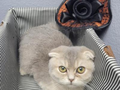 Gregory - Scottish Fold - Gallery Photo #1