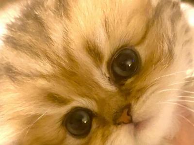 Golden Persian Kittens CFA - Persian - Gallery Photo #1