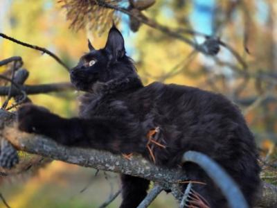 Black Maine Coons - Maine Coon - Gallery Photo #1