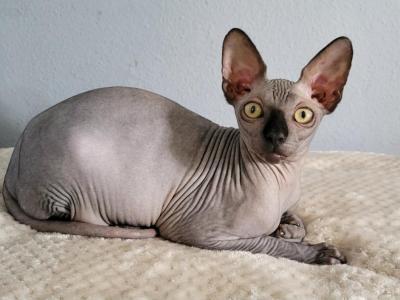 Ron - Sphynx - Gallery Photo #1