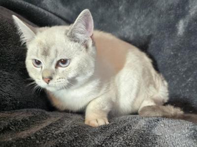 British Shorthair Kittens - British Shorthair - Gallery Photo #1