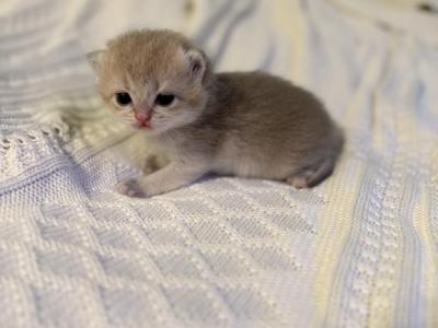 British Kittens Female - British Shorthair - Gallery Photo #1