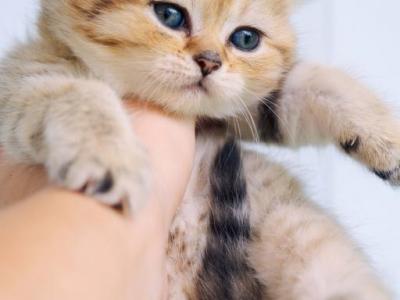 Monroe Golden Scottish Kitten - Scottish Straight - Gallery Photo #1