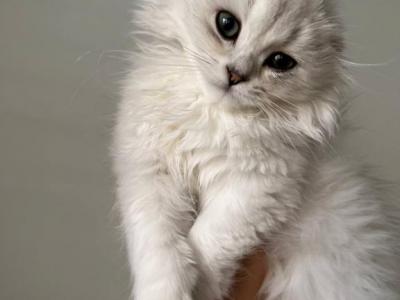 Scottish Fold Male - Scottish Fold - Gallery Photo #1