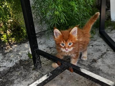 Regal Maine Coons - Maine Coon - Gallery Photo #1