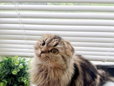 Cinnamon Scottish Fold - Scottish Fold - Gallery Photo #1