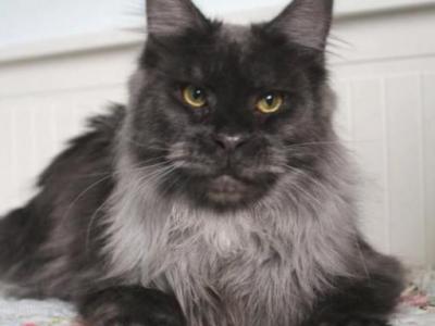 Bairon - Maine Coon - Gallery Photo #1