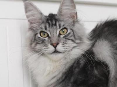 Egor - Maine Coon - Gallery Photo #1