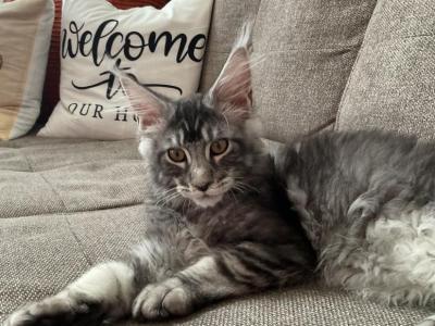 Connor - Maine Coon - Gallery Photo #1