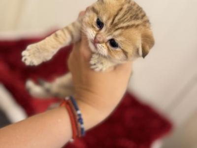 New Litter 2 - Scottish Fold - Gallery Photo #1