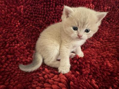 New Litter 3 - British Shorthair - Gallery Photo #1