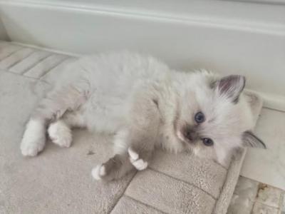 Ragdoll Kittens Litter - Ragdoll - Gallery Photo #1