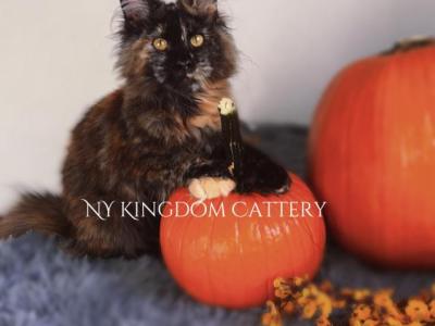 Poly Tort Discounted - Maine Coon - Gallery Photo #1