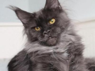 Crista - Maine Coon - Gallery Photo #1