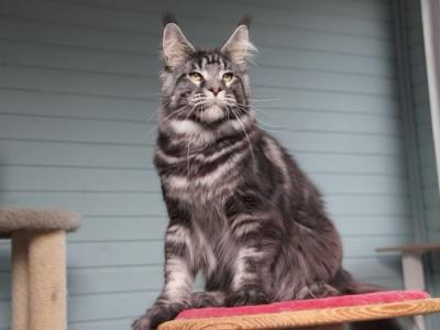 Grom - Maine Coon - Gallery Photo #1