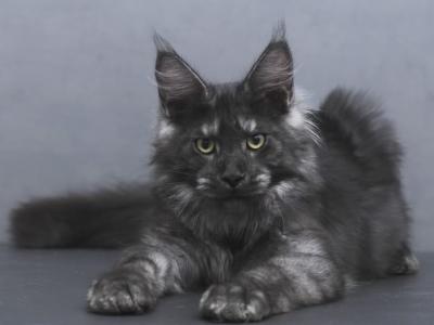 Suleiman - Maine Coon - Gallery Photo #1