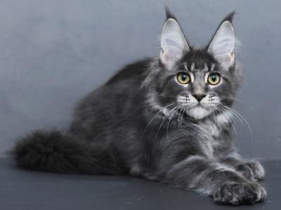 Alisa - Maine Coon - Gallery Photo #1