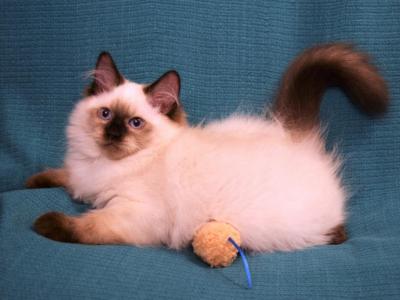 Amazingly Affectionate Kitties - Ragdoll - Gallery Photo #1