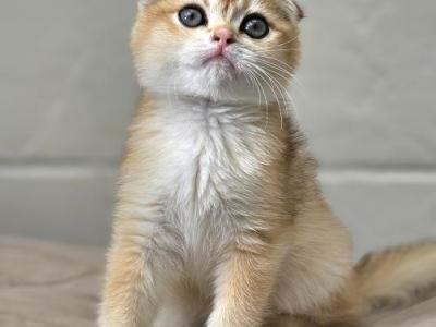 Scottish Fold And Straights - Scottish Fold - Gallery Photo #1