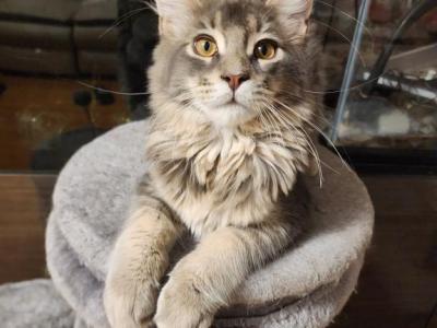 Maine Coone - Maine Coon - Gallery Photo #1