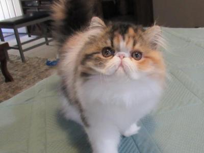 Pure Persian Gorgeous Female Kitten - Persian - Gallery Photo #1