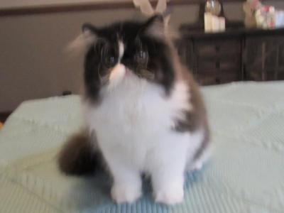 Pure Persian Male Small Blaze - Persian - Gallery Photo #1