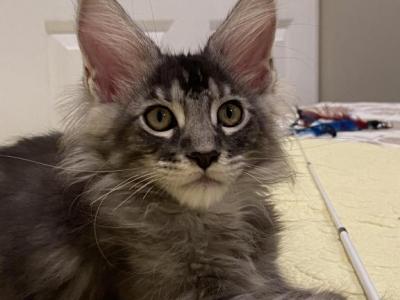 Consul - Maine Coon - Gallery Photo #1