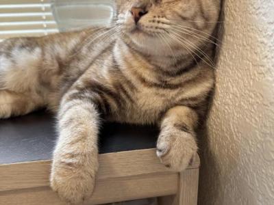 Mishmish - American Bobtail - Gallery Photo #1