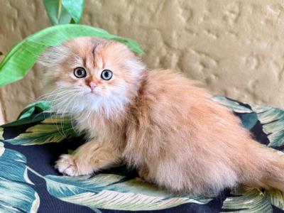 Scottish Fold  Longhair Golden Male - Scottish Fold - Gallery Photo #1