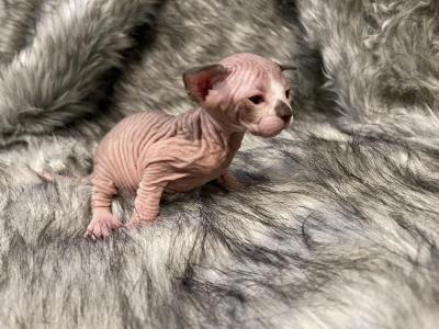 Benji - Sphynx - Gallery Photo #1