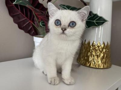 British  Hi & She - British Shorthair - Gallery Photo #1