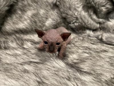 Binx - Sphynx - Gallery Photo #1