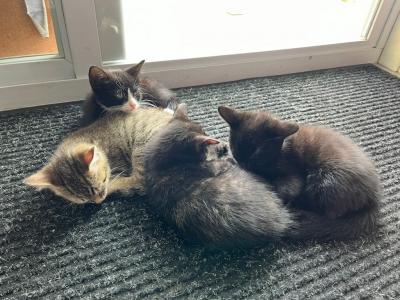 Rehoming 4 Kittens - Domestic - Gallery Photo #1