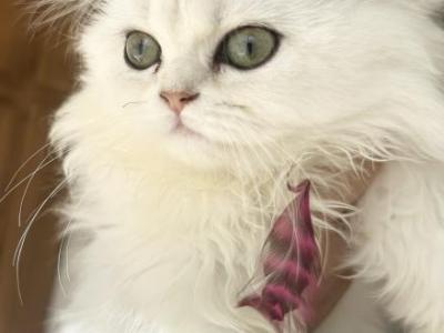 Angel Cookies - Scottish Fold - Gallery Photo #1