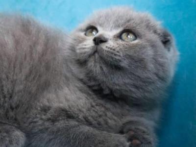 Cloudy Girl - Scottish Fold - Gallery Photo #1