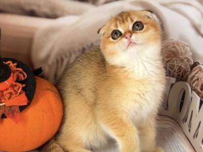 Barbie - Scottish Fold - Gallery Photo #1