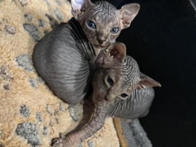 Boy And Girl Tabby Sphynx Kittens - Sphynx - Gallery Photo #1