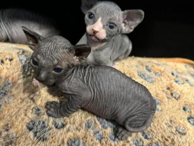 Bicolor Female And Black Female - Sphynx - Gallery Photo #1