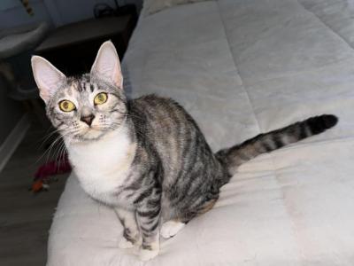 Princess - American Shorthair - Gallery Photo #1