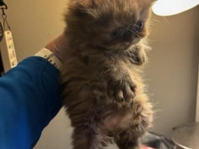 Tica Chocolate Tortie Selkirk Rex - Selkirk Rex - Gallery Photo #1