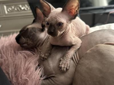 Boy - Sphynx - Gallery Photo #1