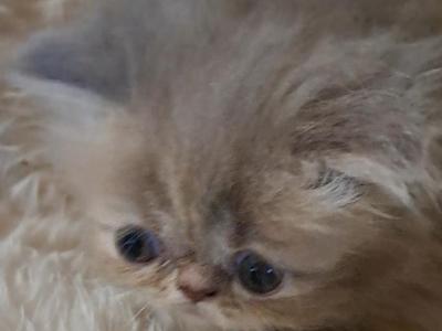 Lilac Tabby Persian Kitten - Persian - Gallery Photo #1