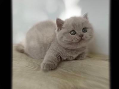 LUXURY BRITISH SHORTHAIR KITTENS FOR SALE - British Shorthair - Gallery Photo #1