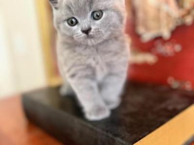 LUXURY BRITISH SHORTHAIR KITTENS BOY - British Shorthair - Gallery Photo #1