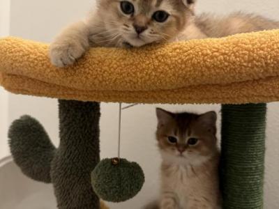 Scottish Fold Ears And Straight Ears - Scottish Fold - Gallery Photo #1